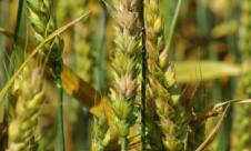 Fuzarioza, Fuzarioza spicelor Fuzarioza, Fuzarioza spicelor